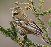 Tree Pipit