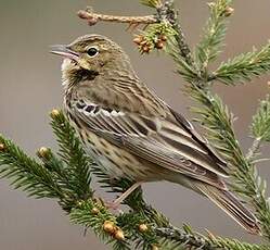 Pipit des arbres