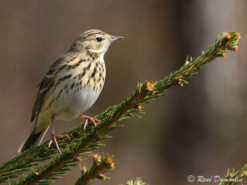 Tree Pipitadult, identification