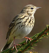 Tree Pipit