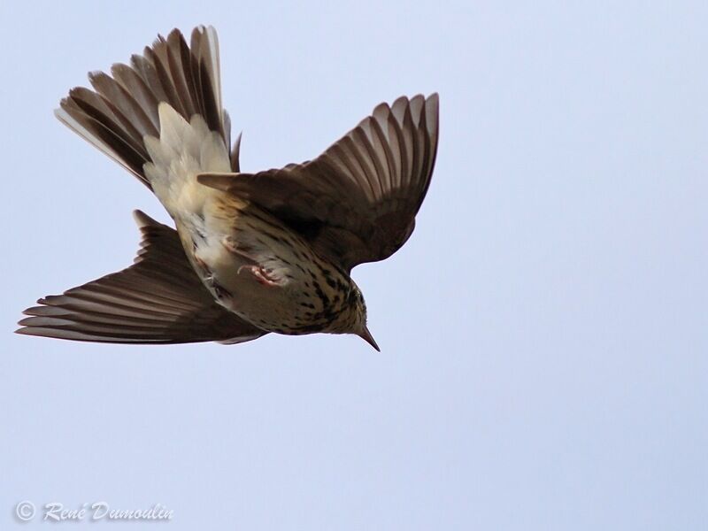 Pipit des arbres mâle adulte, Vol