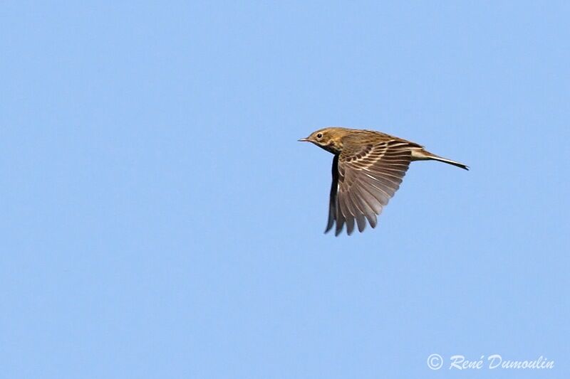 Meadow Pipit, Flight