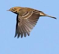 Meadow Pipit