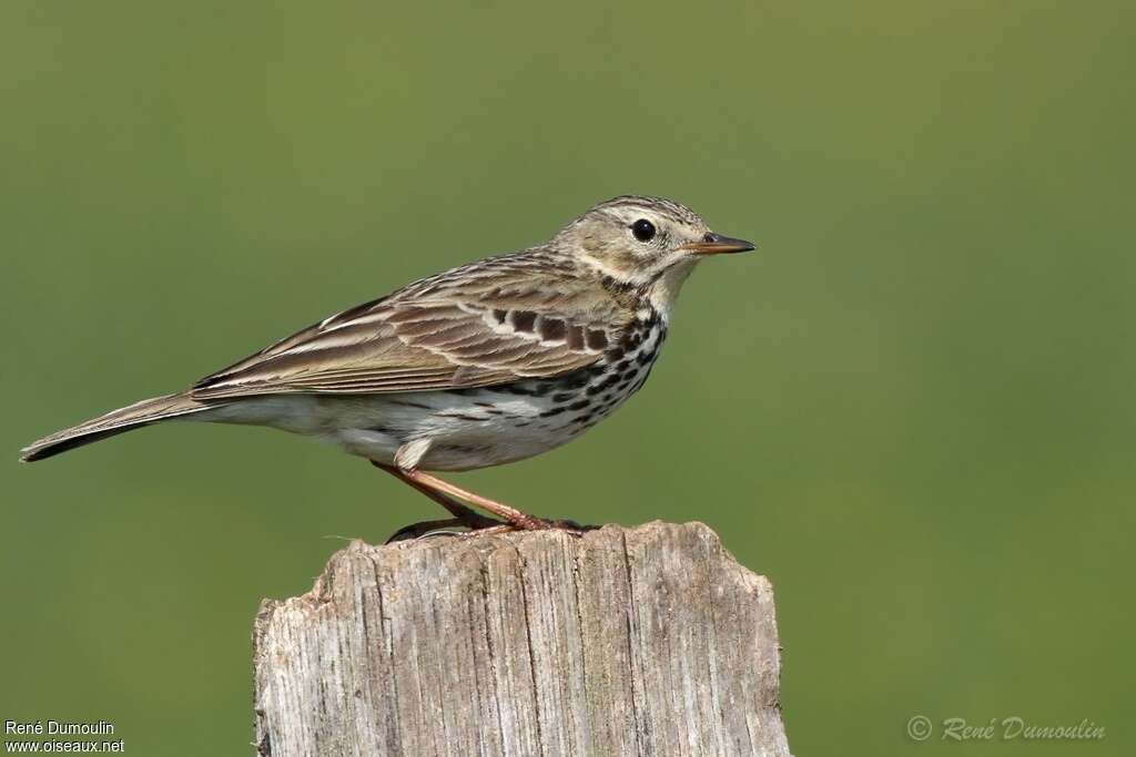 Pipit farlouseadulte, identification