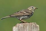 Pipit farlouse