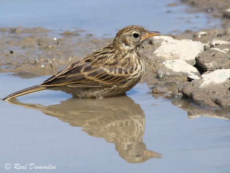 Pipit farlouse, Comportement