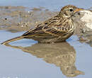 Pipit farlouse