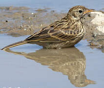 Meadow Pipit