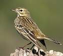 Pipit farlouse