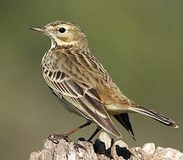 Pipit farlouse