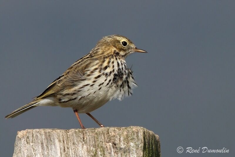 Pipit farlouseadulte, identification