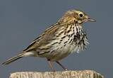 Pipit farlouse