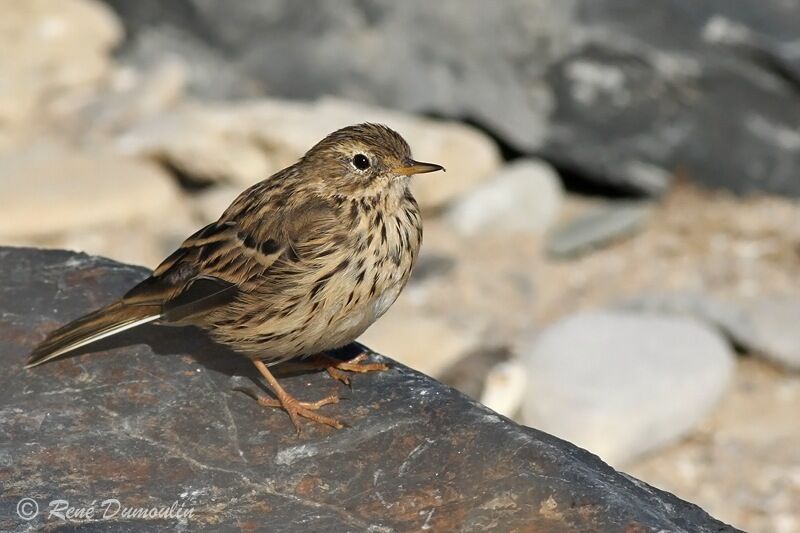 Pipit farlouse, identification