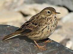 Meadow Pipit