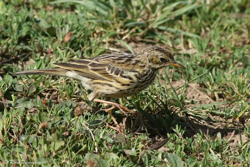 Meadow PipitFirst year, identification, clues