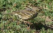 Pipit farlouse