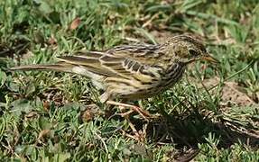 Pipit farlouse