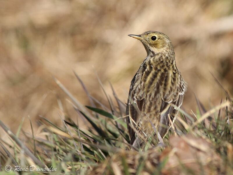 Meadow Pipitadult, identification