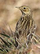 Pipit farlouse