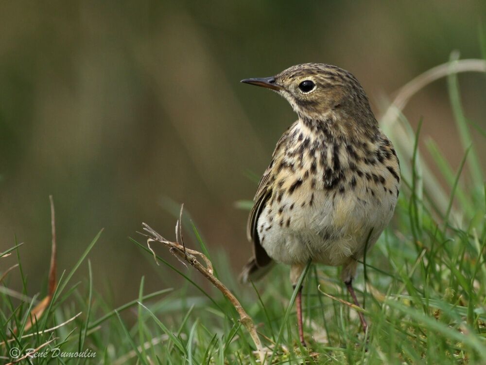 Meadow Pipitadult, identification