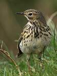 Pipit farlouse