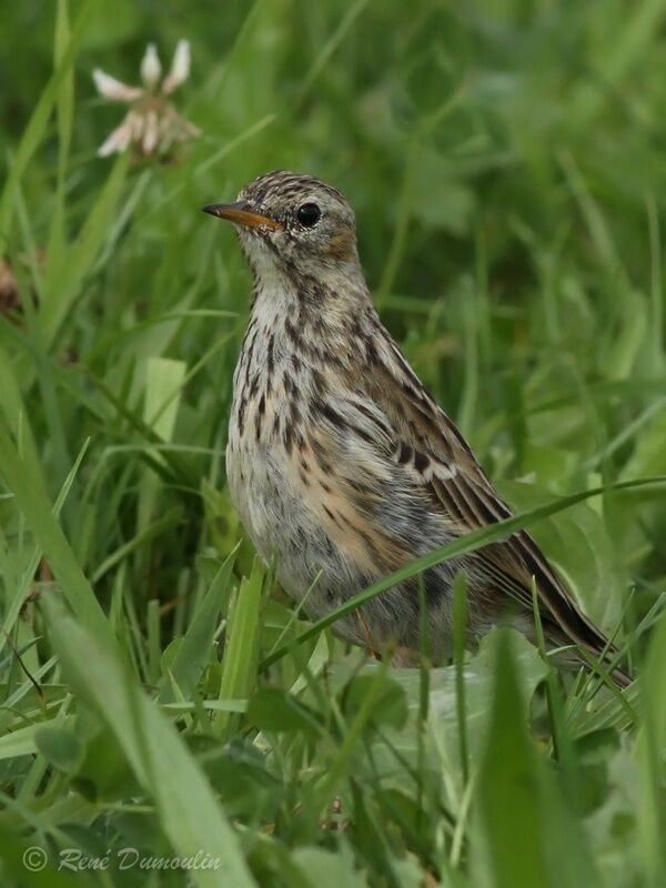 Meadow Pipitjuvenile, identification