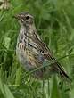 Pipit farlouse