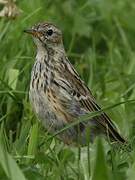 Pipit farlouse