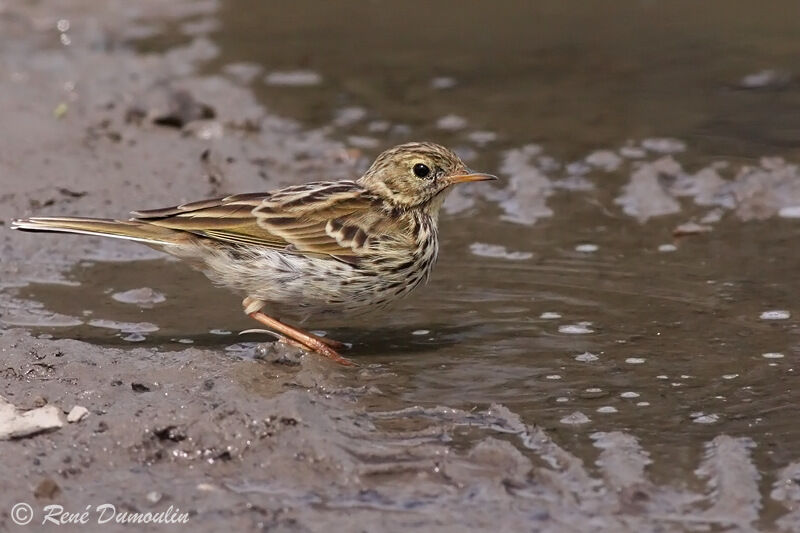 Pipit farlouseadulte, identification, Comportement