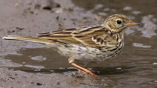 Pipit farlouse