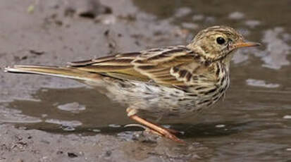 Pipit farlouse