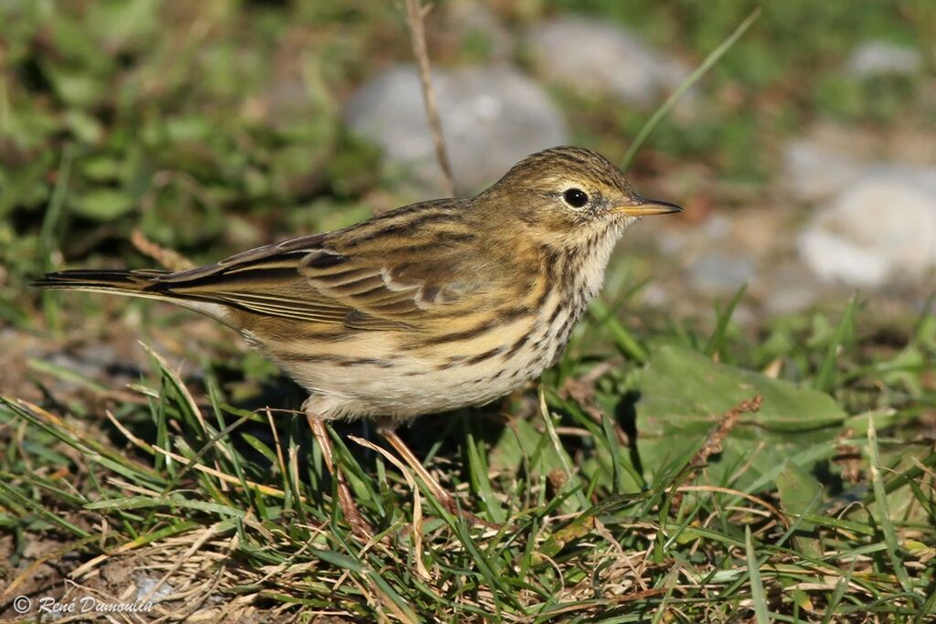 Meadow Pipit, identification