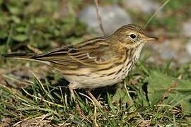 Meadow Pipit