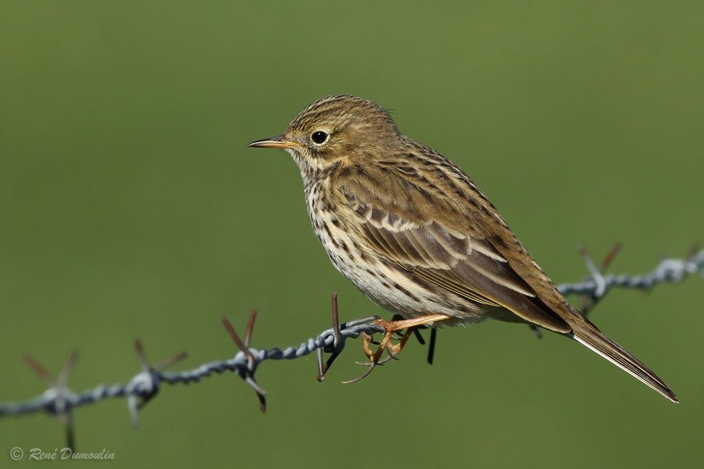 Meadow Pipit, identification