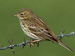 Meadow Pipit