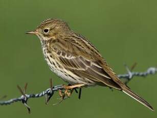 Pipit farlouse