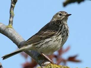 Pipit farlouse