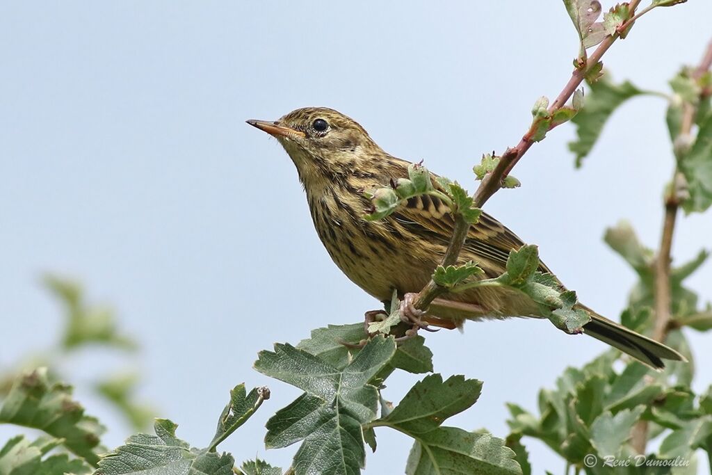 Pipit farlouse1ère année, identification