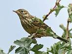 Pipit farlouse