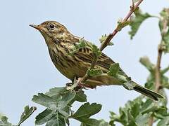 Pipit farlouse