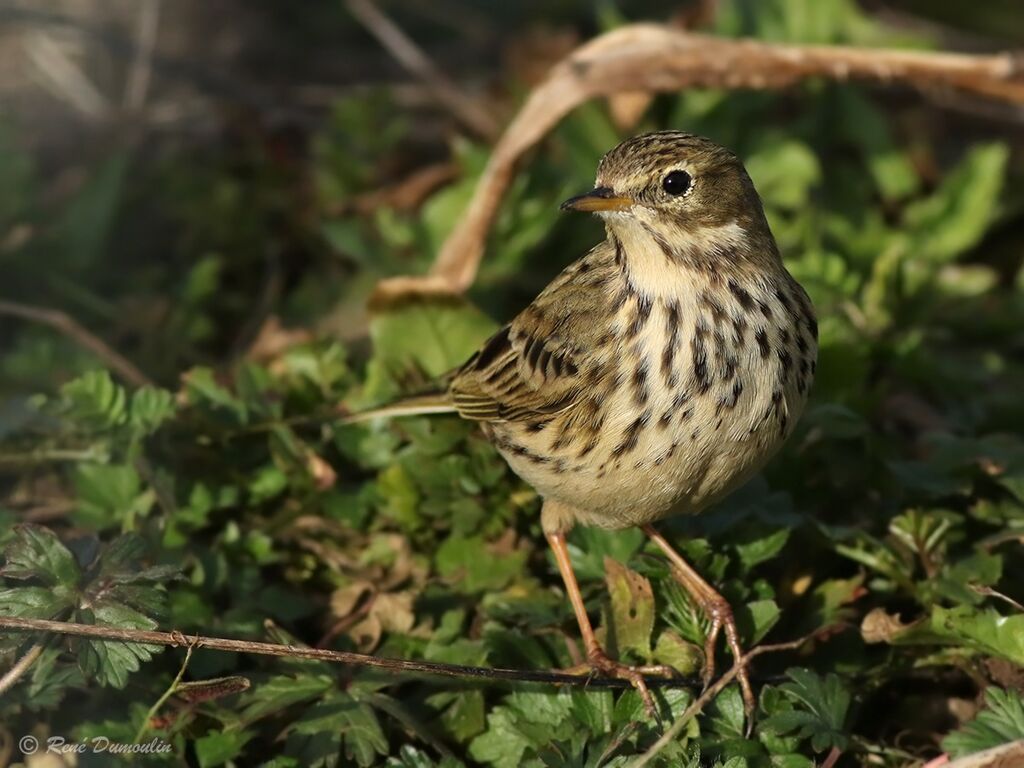 Pipit farlouseadulte, identification