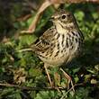 Pipit farlouse