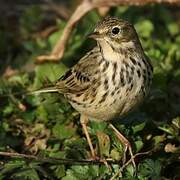 Meadow Pipit