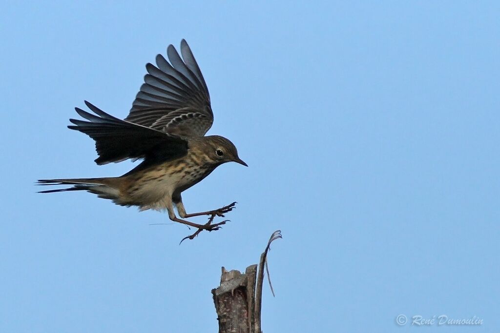 Pipit farlouse, Vol