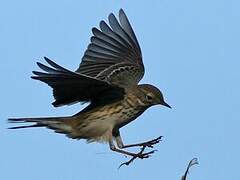 Pipit farlouse