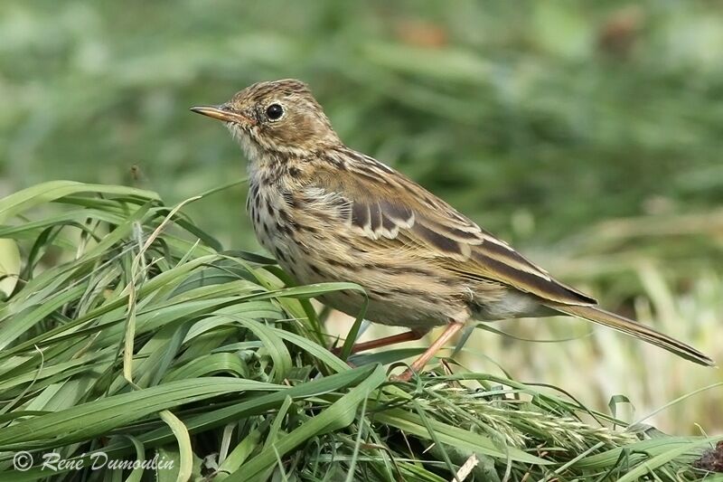 Pipit farlouse, identification