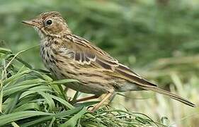 Meadow Pipit