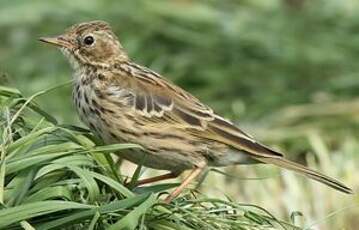 Pipit farlouse