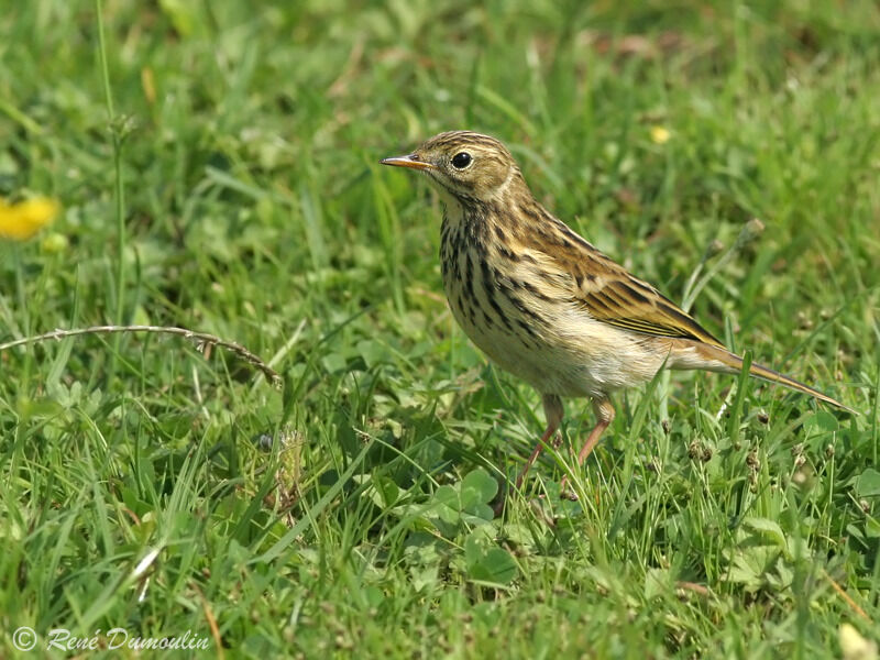 Meadow Pipit