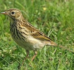 Pipit farlouse